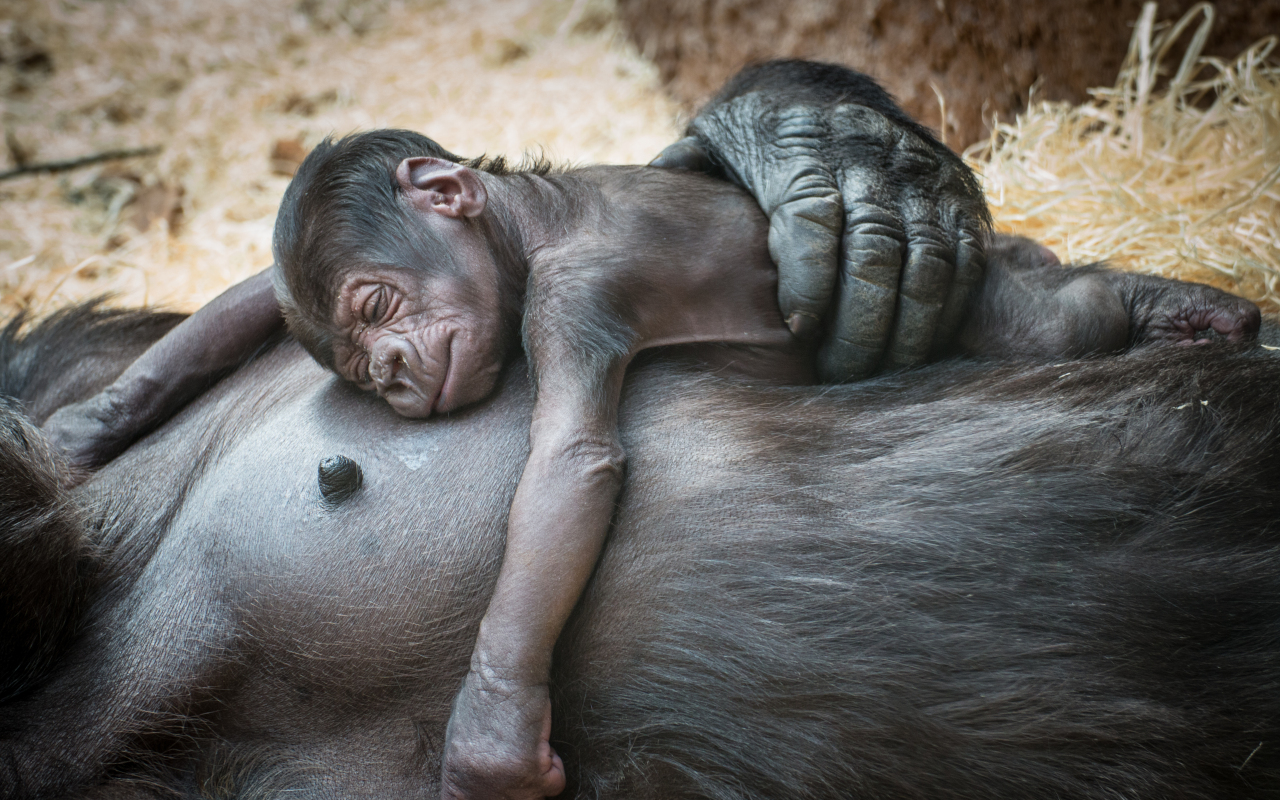 Tierno y descansando sobre su madre, el bebé gorila se mantiene cerca de su familia mientras aprende y se cuida.