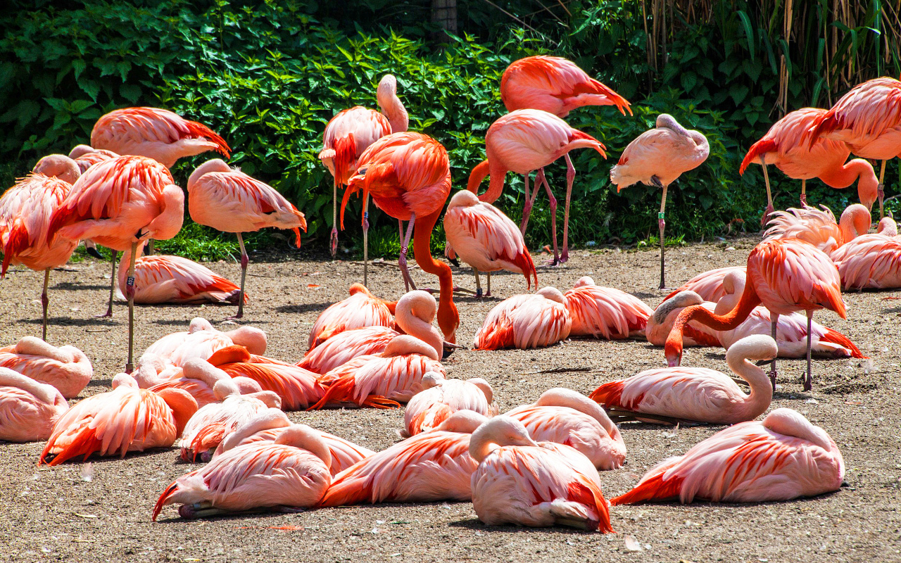 Aves rosadas que se alimentan de crustáceos, viviendo en grandes colonias.