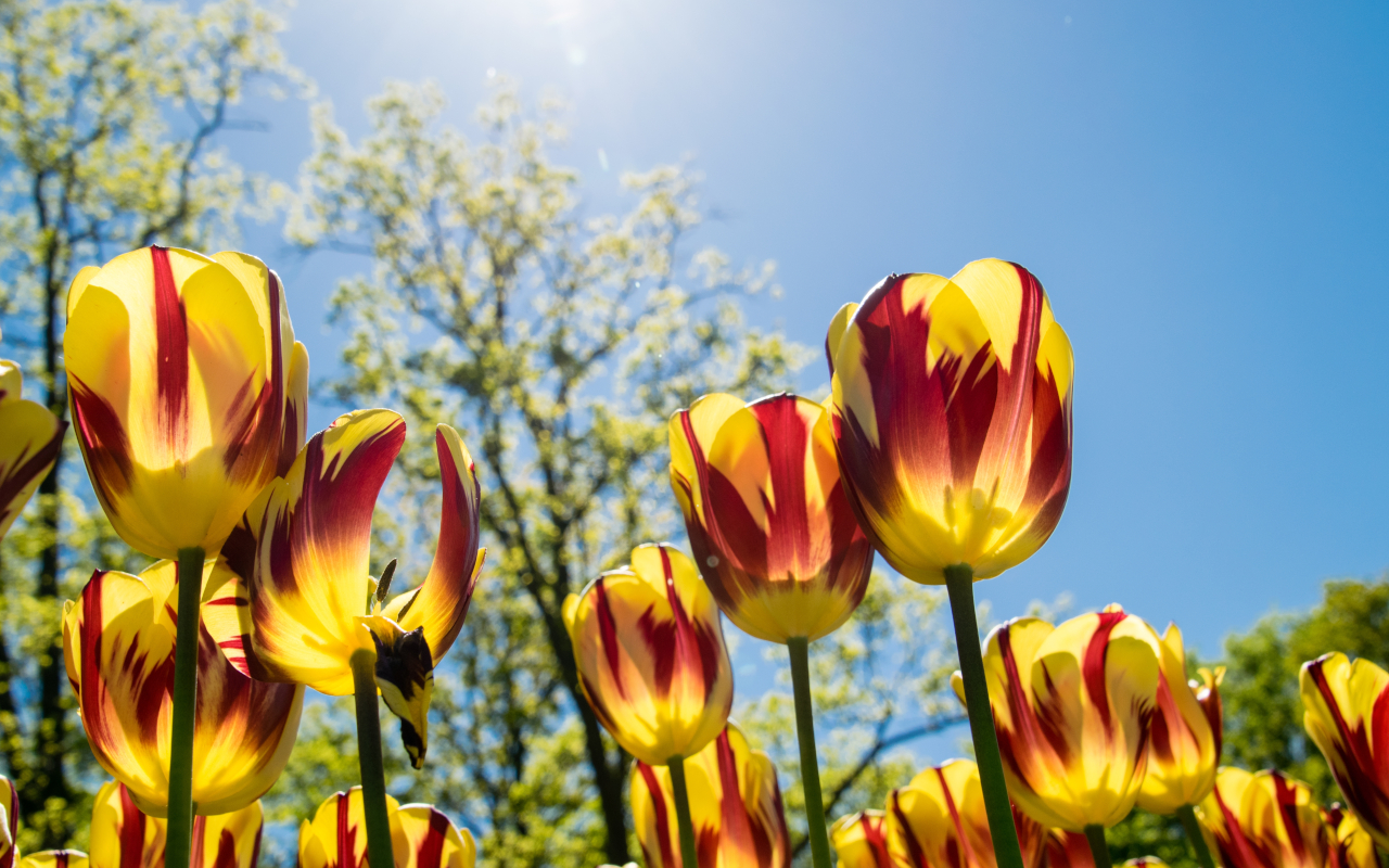 Tulipanes de los jardines de Keukenhof en Países Bajos
