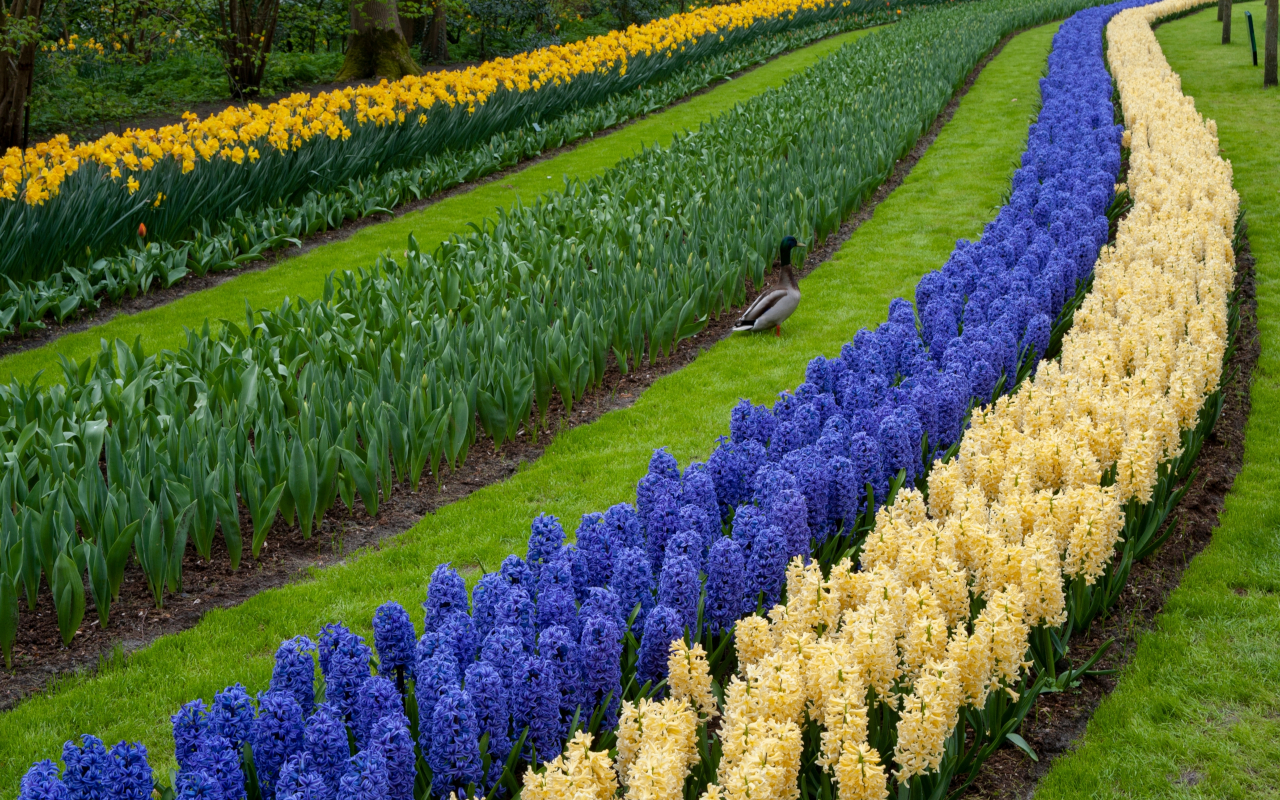 Líneas de tulipanes en el jardin de Keukenhof en Holanda