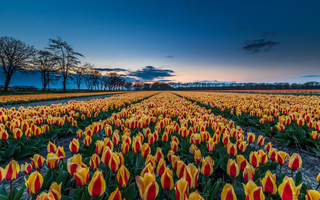 Jardines de Keukenhof al atardecer en Holanda