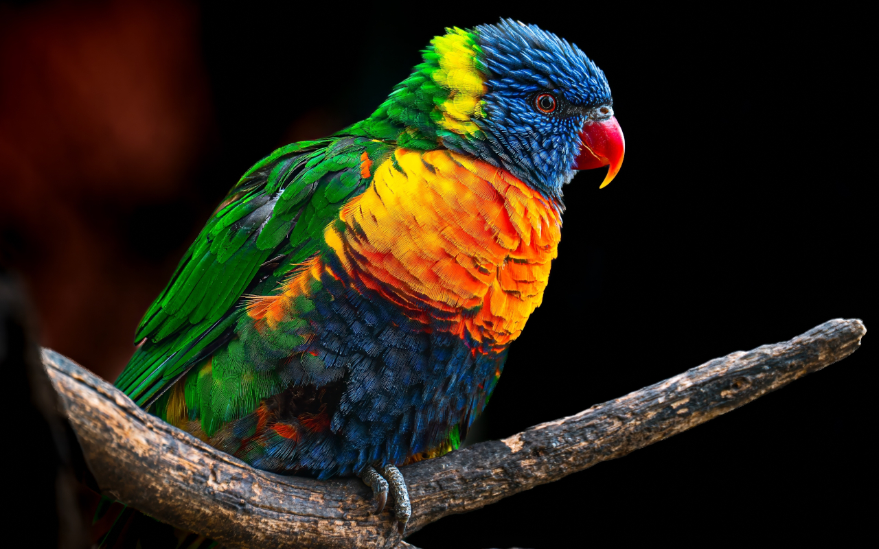 Loro colorido que puede imitar sonidos y palabras y también vive en el zoológico de Praga.