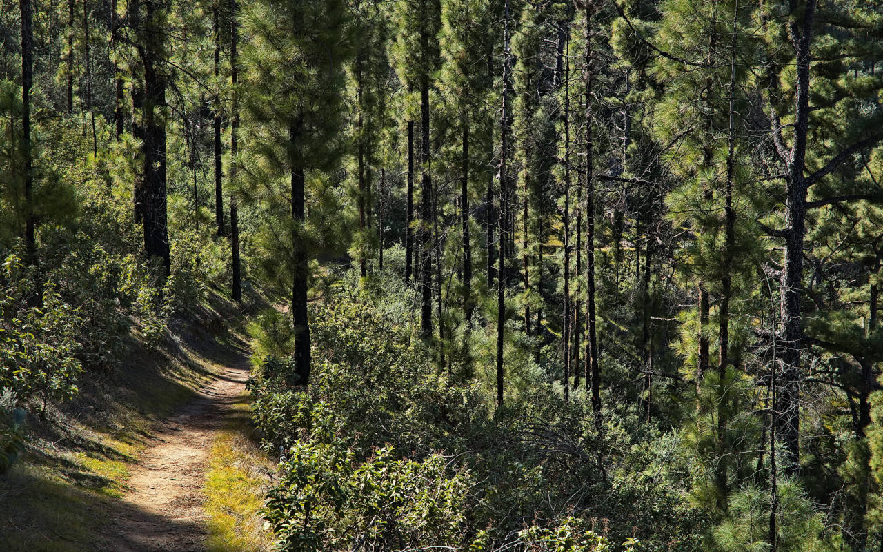 Tamadaba Park and the iconic pine forests, a perfect place to disconnect.
