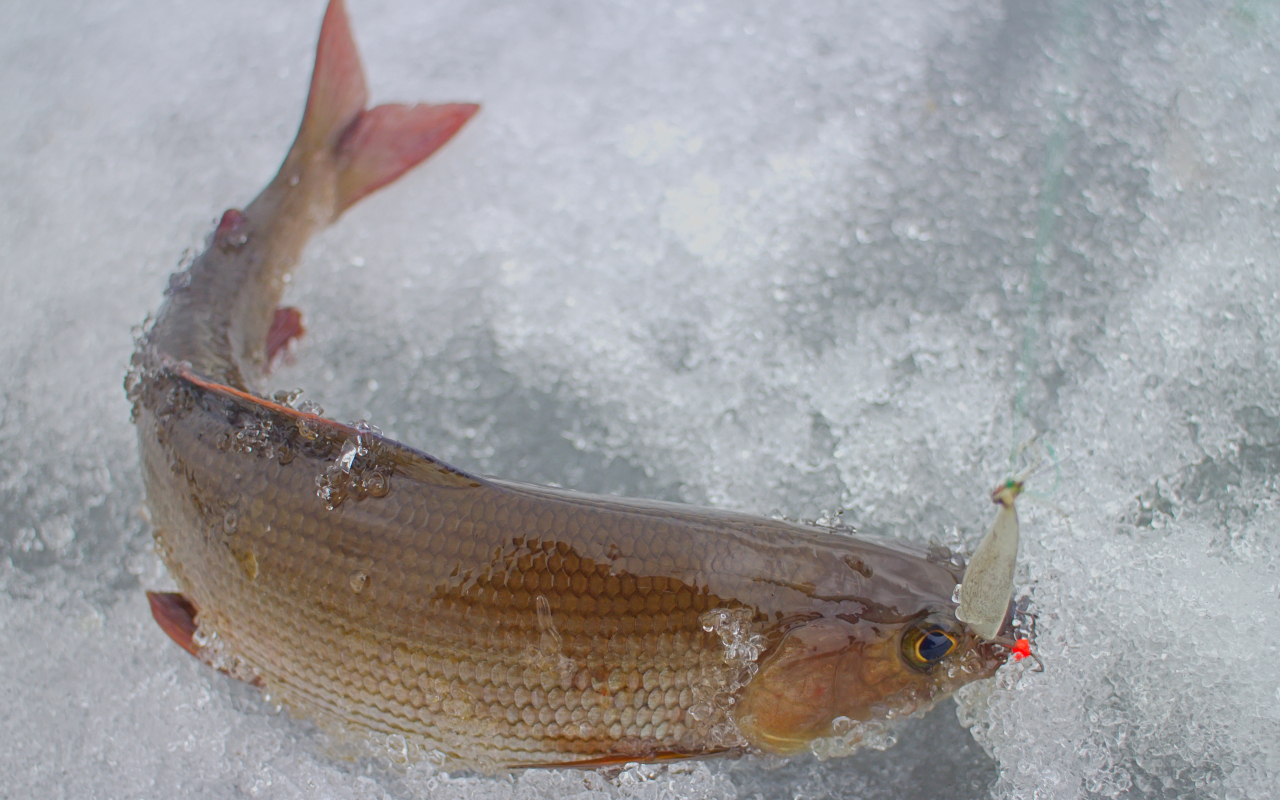 Pescado recién sacado del hielo en Rovaniemi, mostrando la recompensa de la pesca en el paisaje nevado.