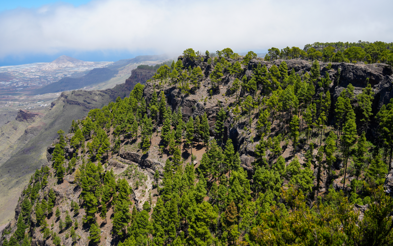 Aerial view of the Tamadaba pine forest, one of the most impressive in the region.