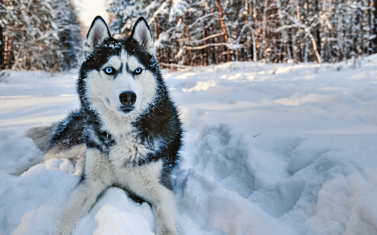 Mirada intensa y enérgica de un husky, listo para la aventura en el hielo de Laponia.
