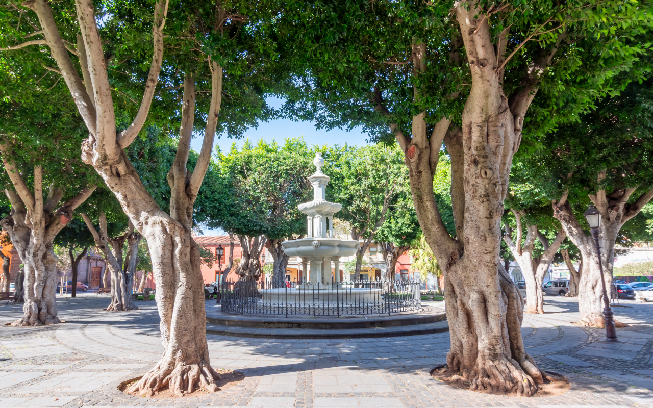 Vegetation in San Cristóbal de La Laguna.
