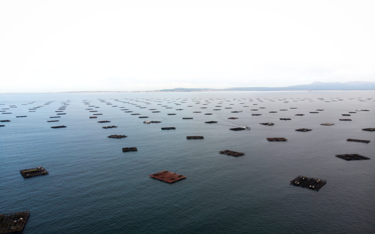 Bateas en la ría de Arousa