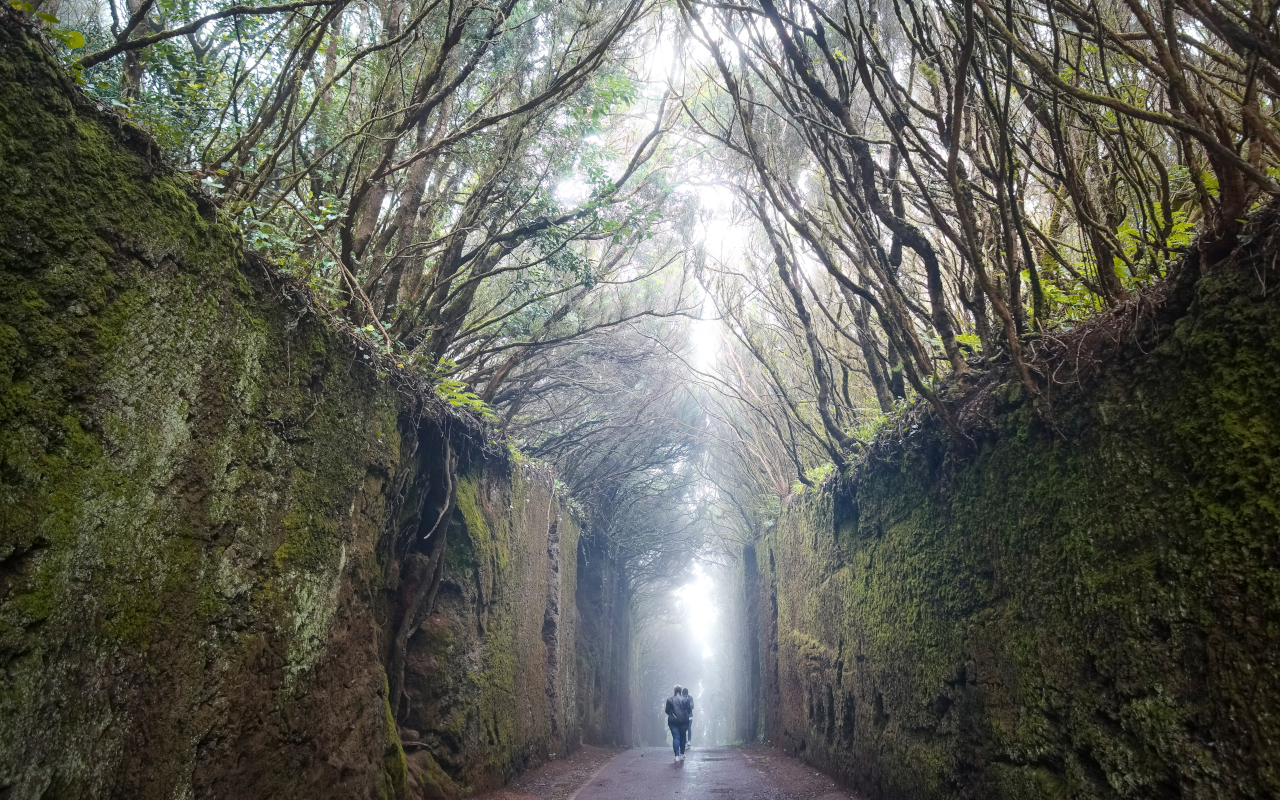 Natural tunnel in the forest of Anaga in Tenerife.