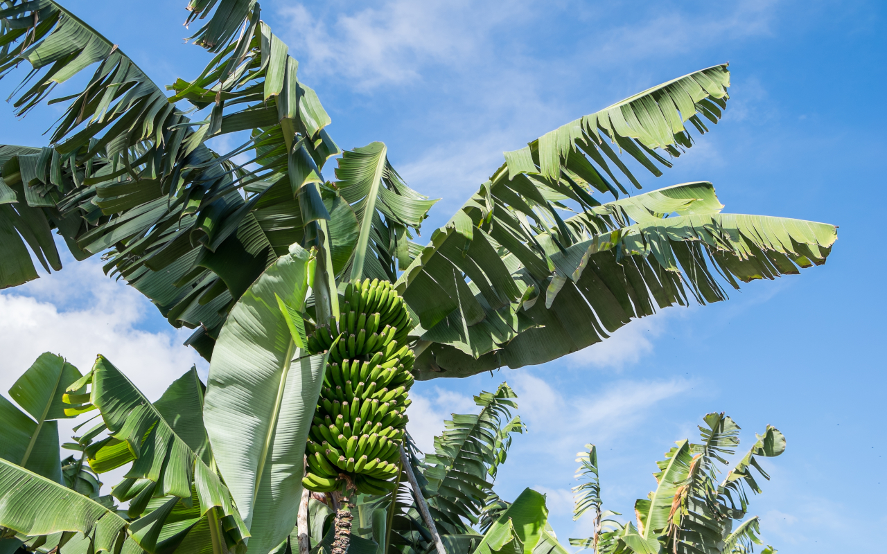 Planta del plátano y sus hojas en Arucas, Gran Canaria