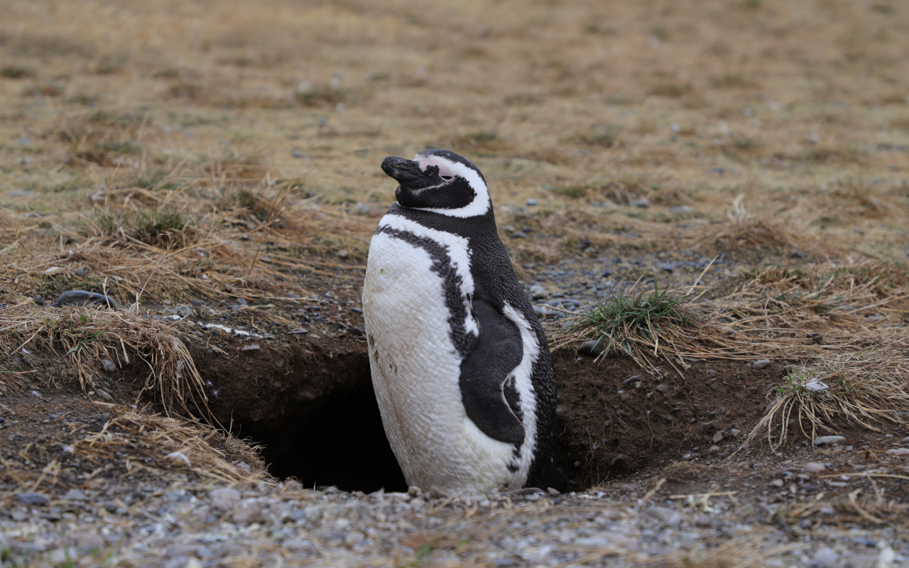 Pingüinos en la Península de la Magdalena, Santander