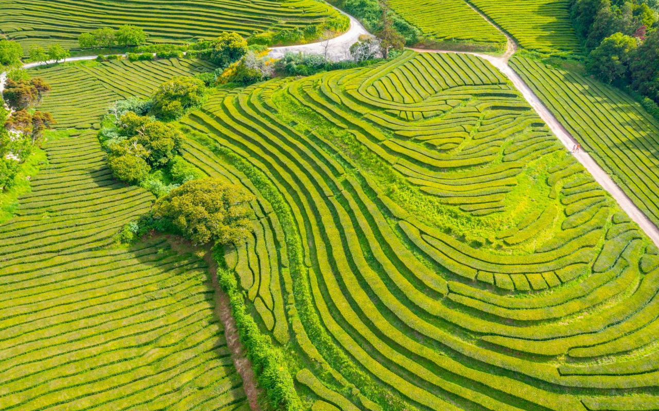 Gorreana Tea Plantation in São Miguel, Azores