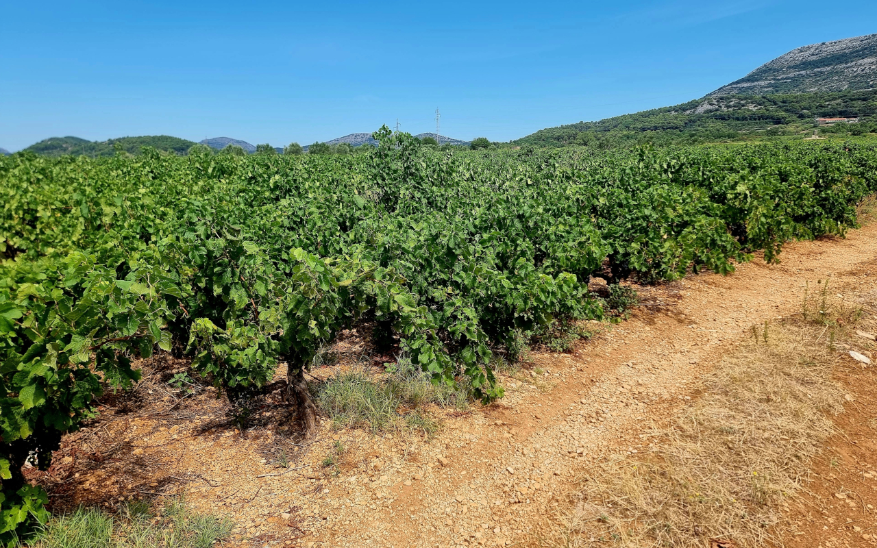 Los viñedos de Pelješac trepan por las colinas bañadas de sol, dando vida a los grandes vinos dálmatas.