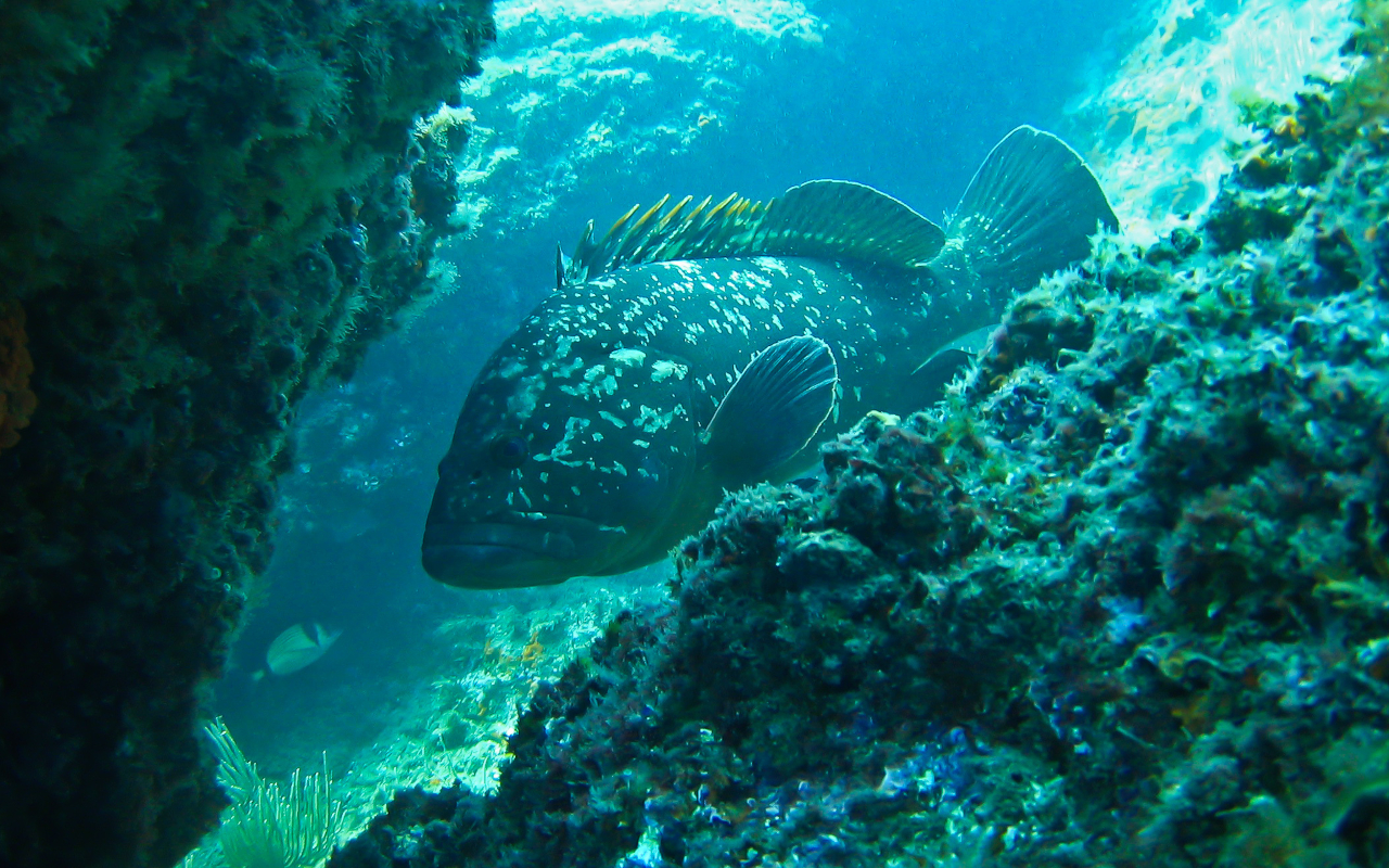 Fauna marina que se esconde en el fondo del agua.