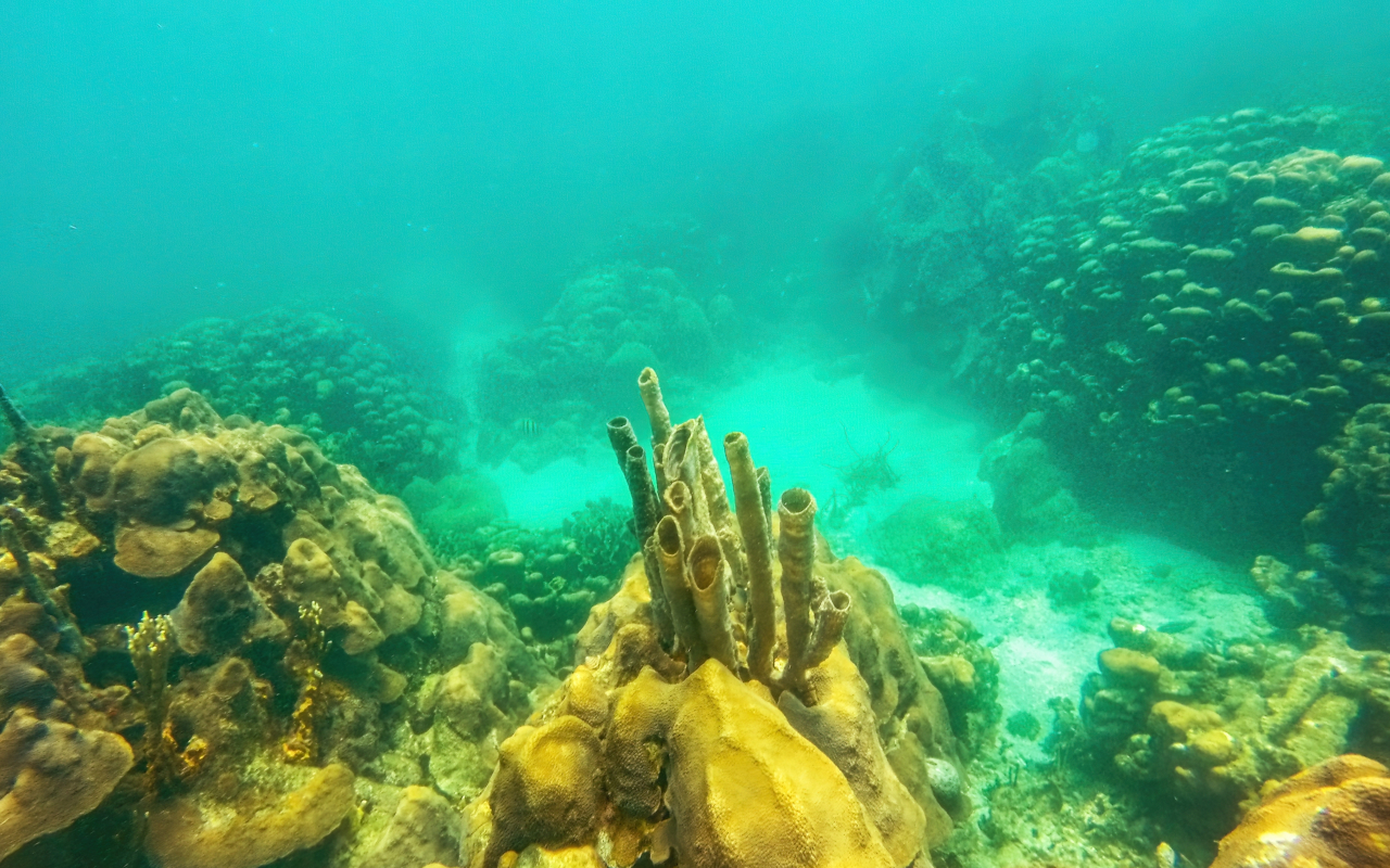 Banco de corales en el Parque Natural Corales de Rosario, Colombia