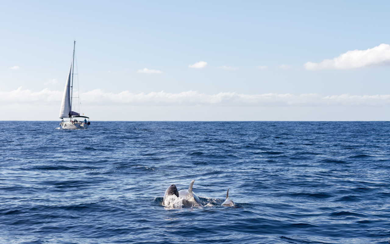 Avistamiento de los animales marinos desde un velero en Tenerife.