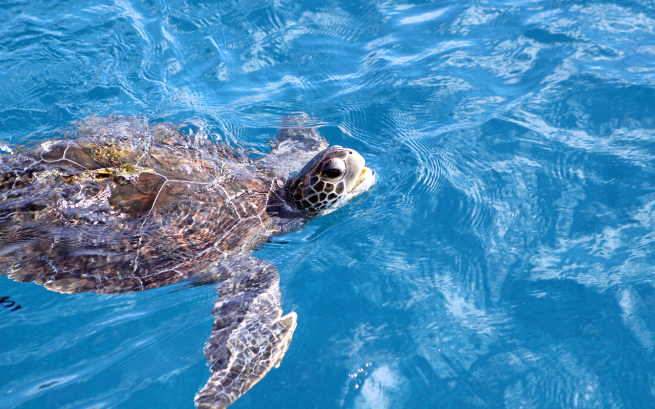 Además de delfines y ballenas, también podrás disfrutar de las tortugas.