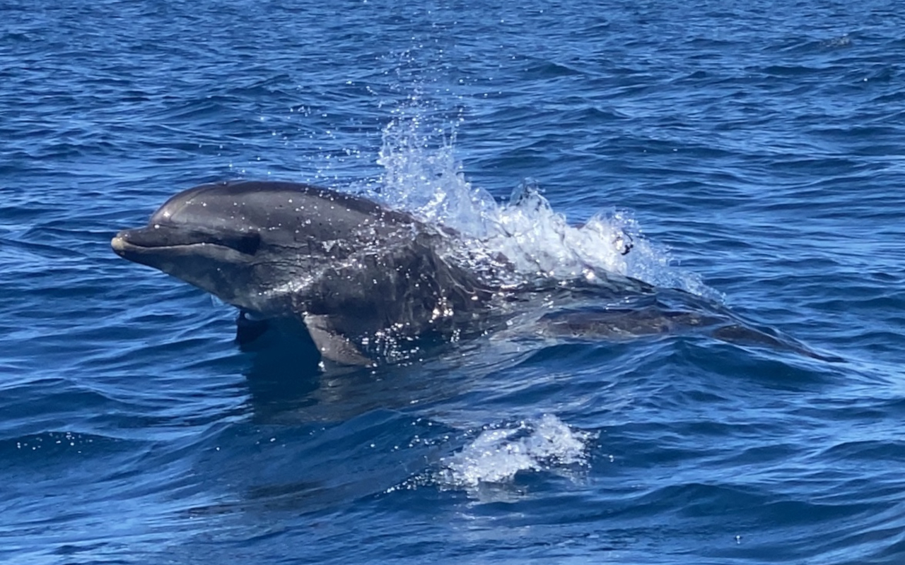 Un salto de un delfín, una sonrisa… la magia del Atlántico.