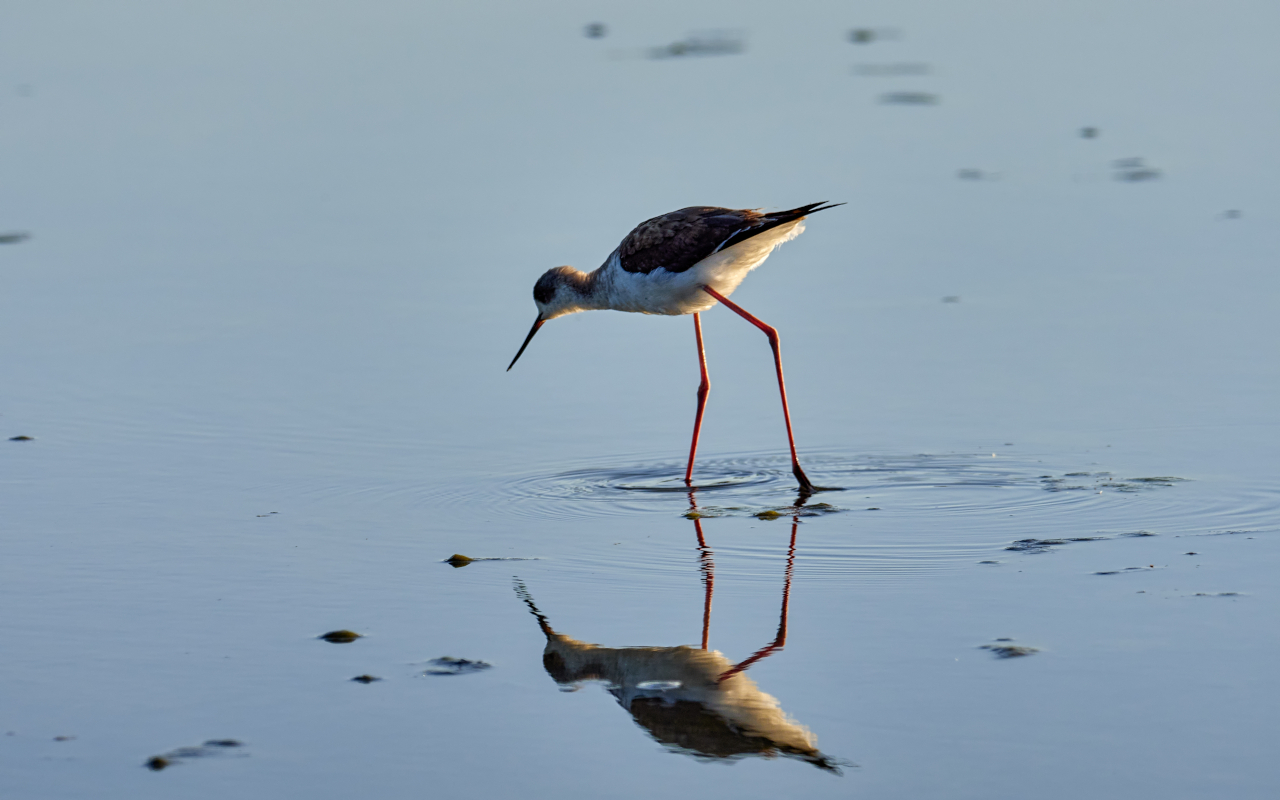  Fauna típica de la Albufera, Valencia