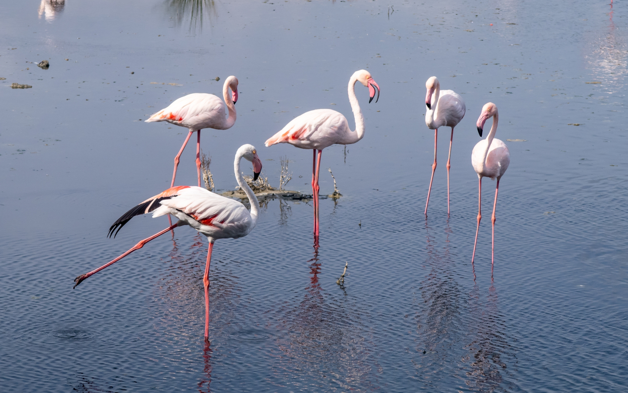 Bandada de flamencos sobre las aguas de la Albufera, Valencia