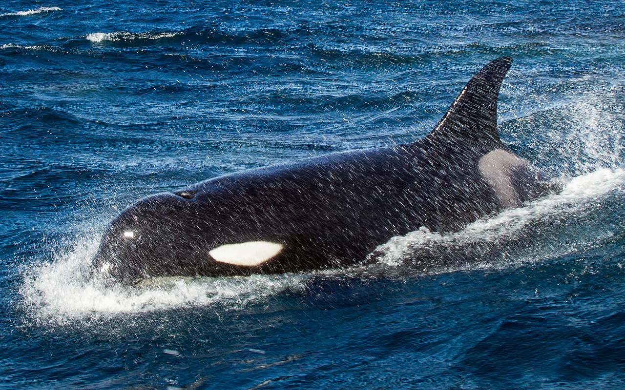 Orca frente a la costa portuguesa, un momento único.