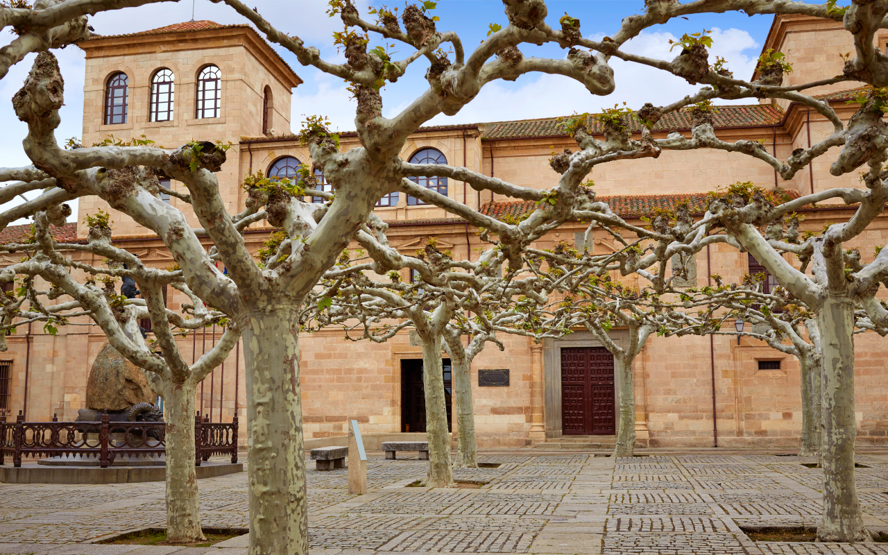Entrelazado de árboles en la plaza de Viriato en Zamora