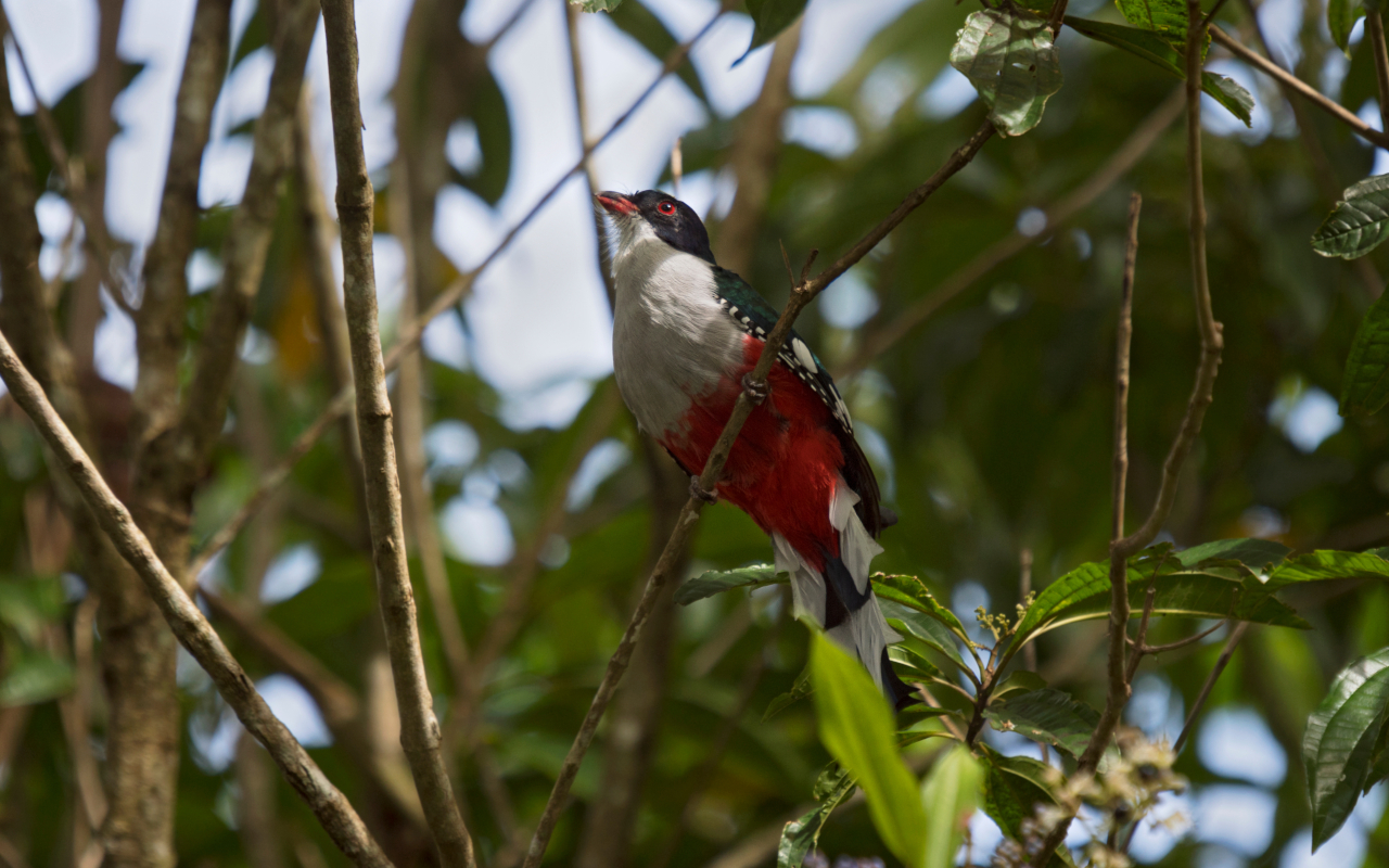 El Tocororo es un pájaro típico de Trinidad, Cuba