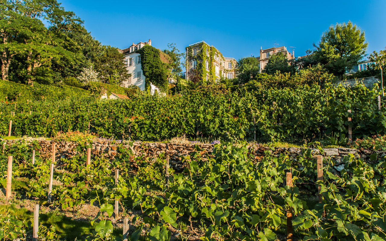 Zona de viñedos en Montmartre, París