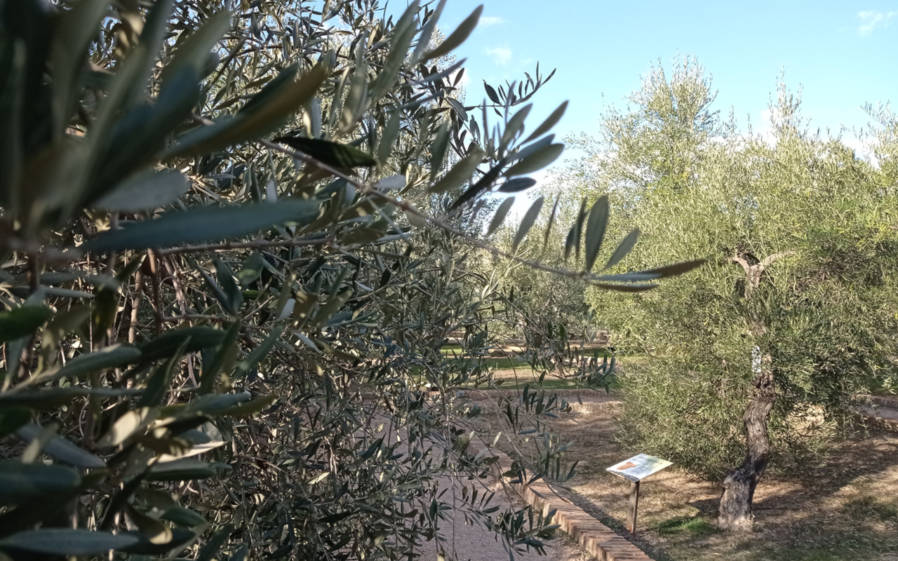 Naturaleza que rodea la actividad de Oleoturismo en la Hacienda La Laguna.