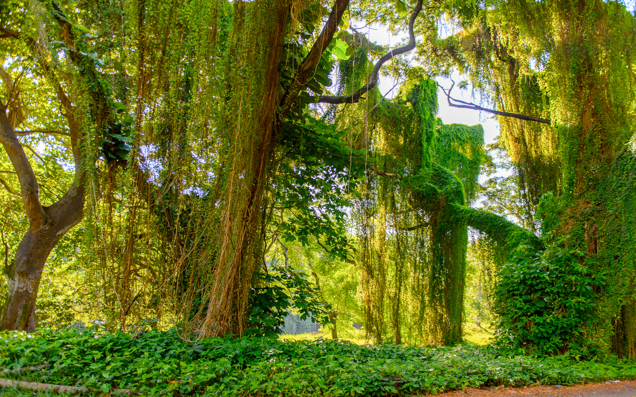 Bosque urbano en La Habana, Cuba
