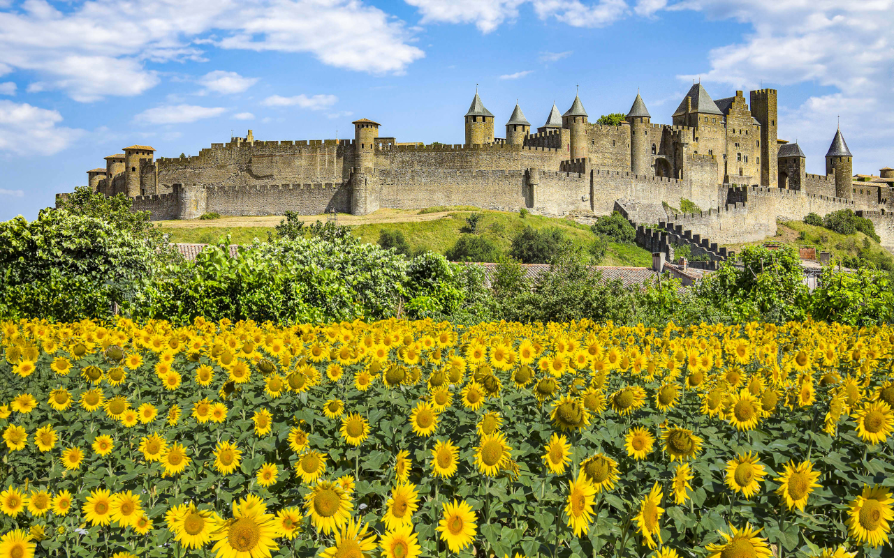 Campo de girasoles frente a la ciudadela medieval de Carcasona en un día de verano soleado.