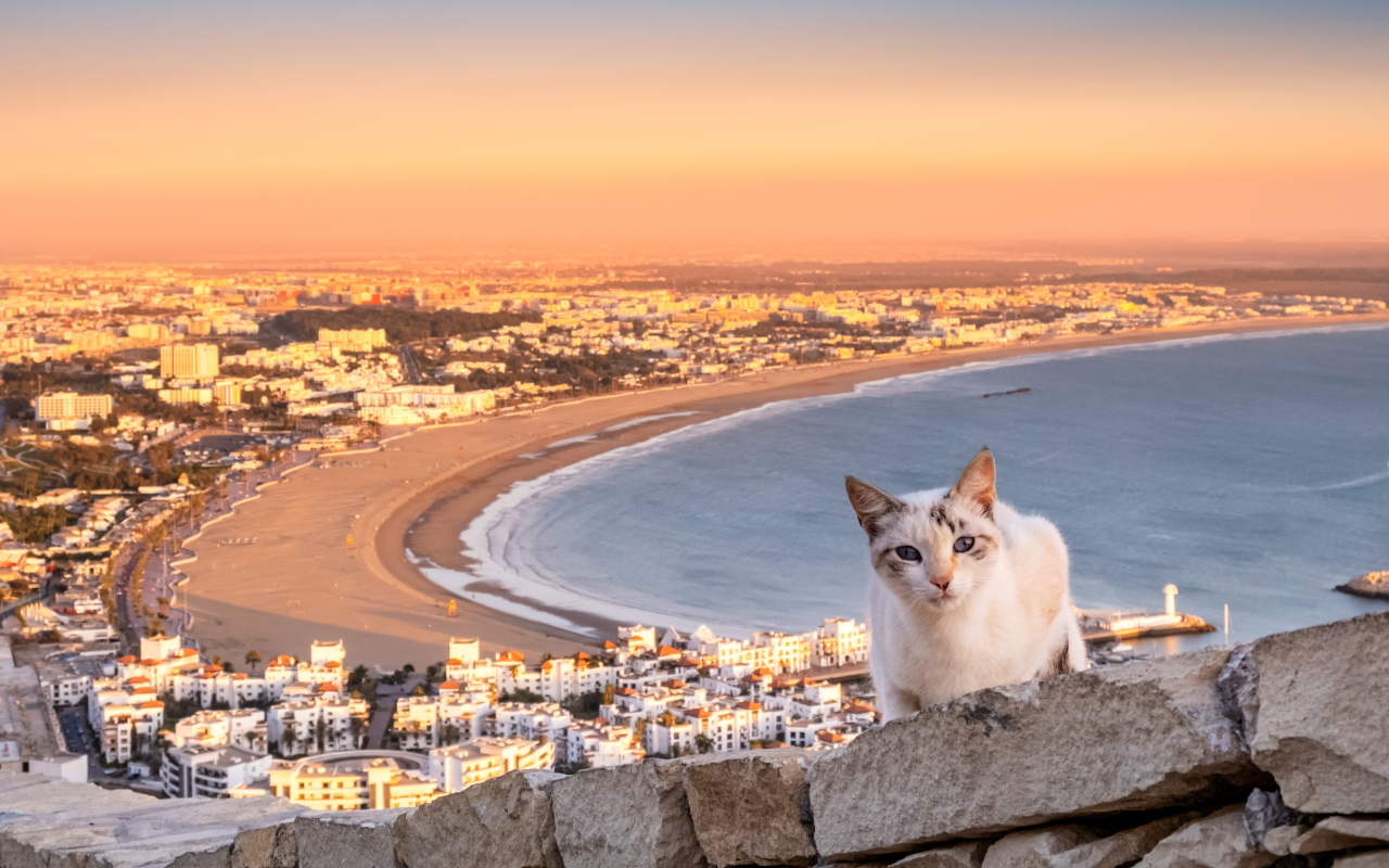 Una panorámica de Agadir con un gato curioso en primer plano, observando la ciudad desde las alturas.