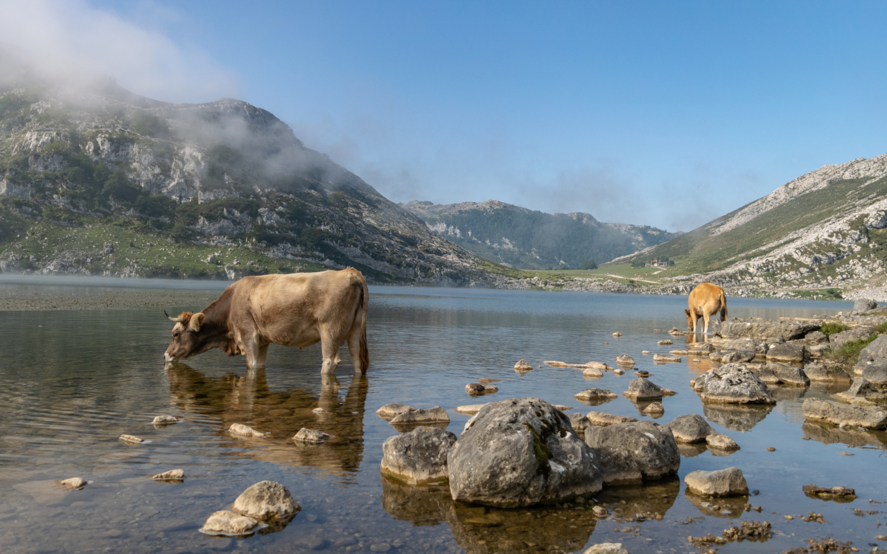 Cows drinking at the Lakes of Covadonga, Picos de Europa.