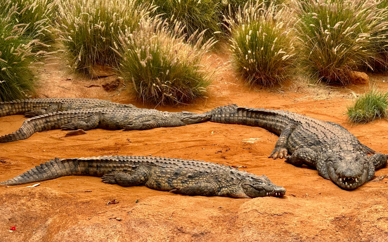 Crocoparc Agadir alberga más de 300 cocodrilos en un entorno natural lleno de jardines y senderos.
