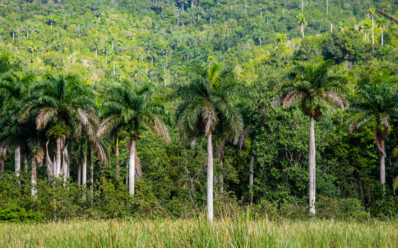La impresionante Reserva de la Biosfera en Rosario, Cuba