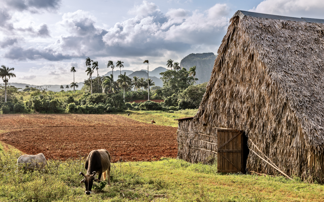 Representación típica de una plantación de tabaco, con animales y casas típicas.