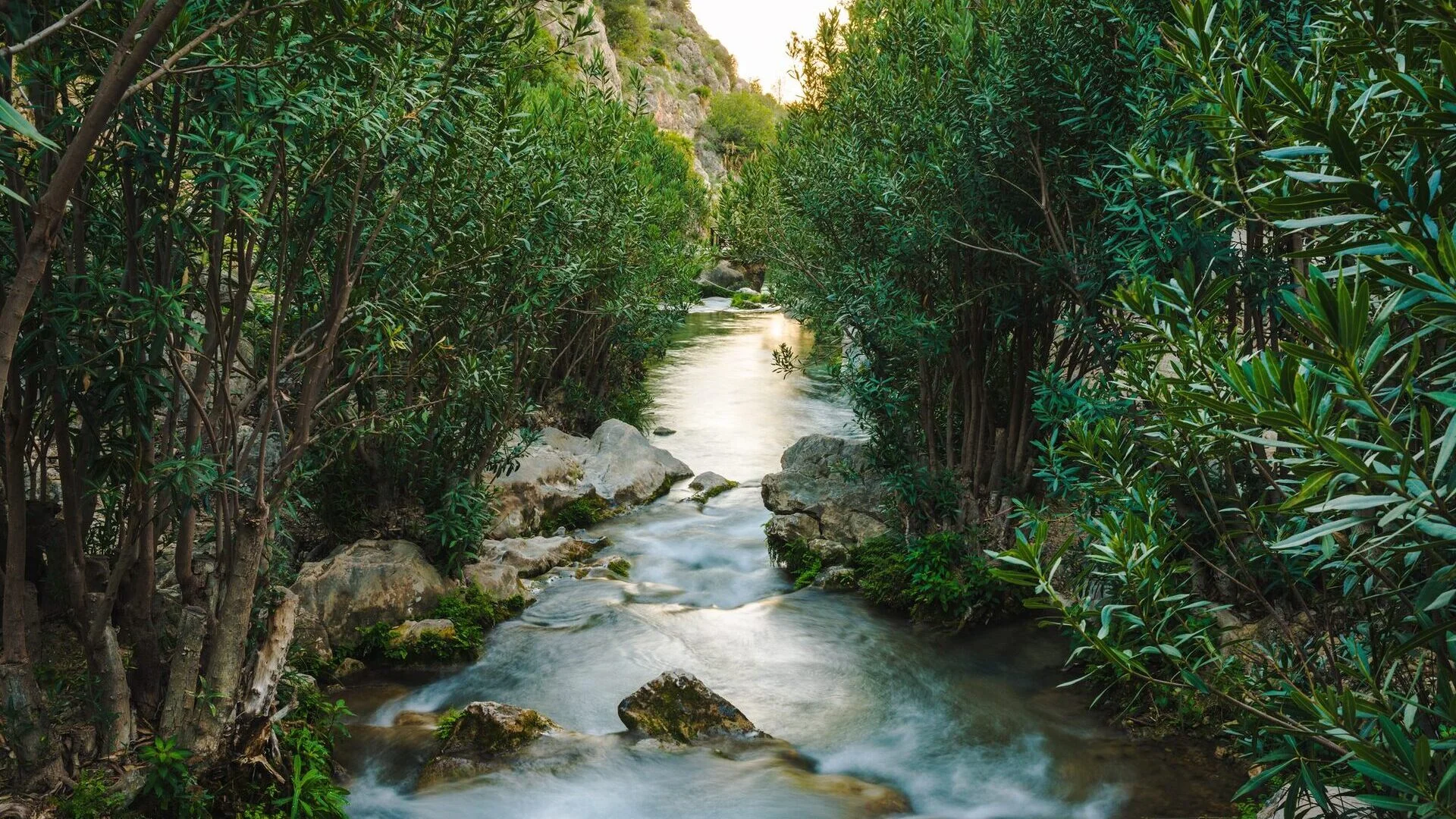 Cauce del río Algar rodeado de vegetación y adelfas en Callosa d'en Sarrià