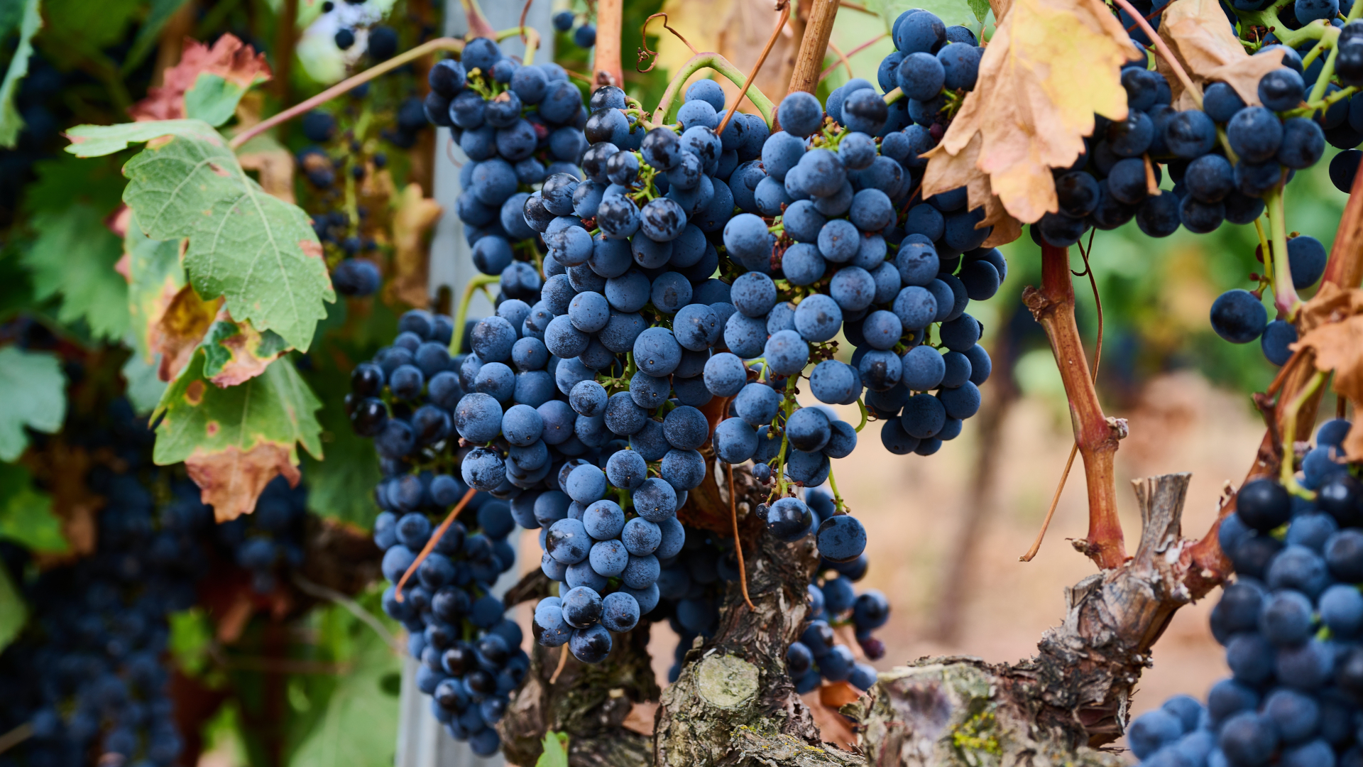 Racimos de uvas tintas en un viñedo