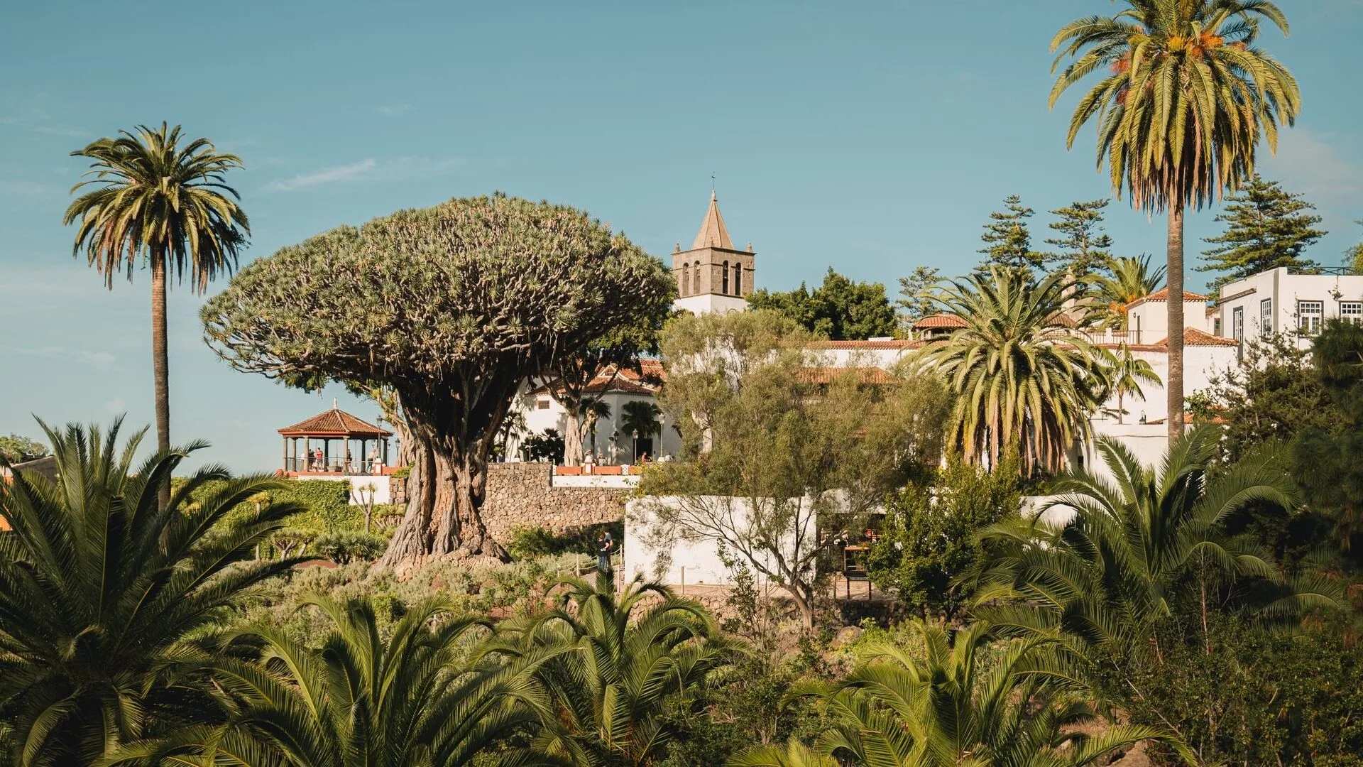 El Drago Milenario en su jardín de Icod de los Vinos, Tenerife