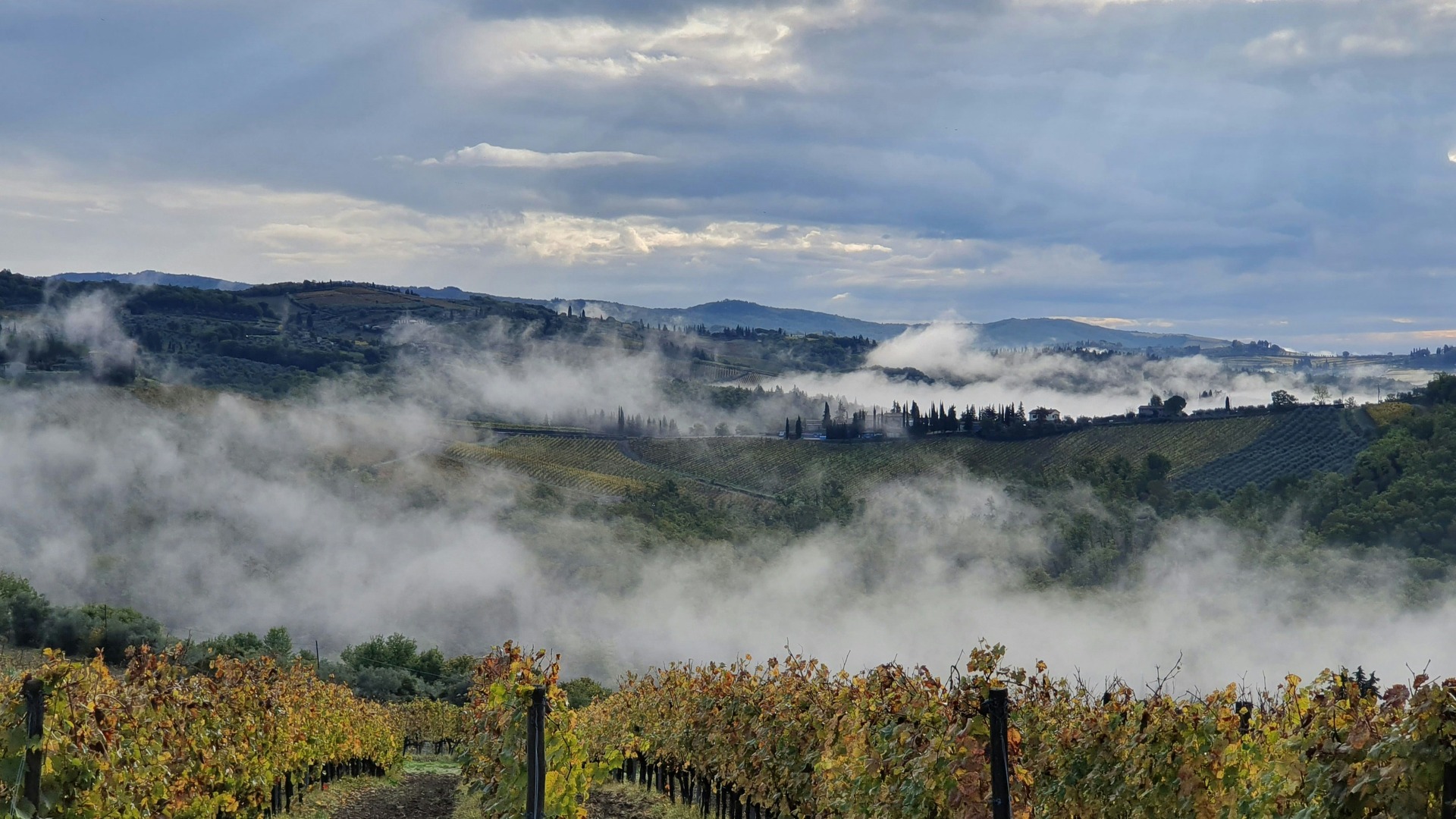 Niebla matutina sobre los viñedos y colinas del paisaje de la Toscana