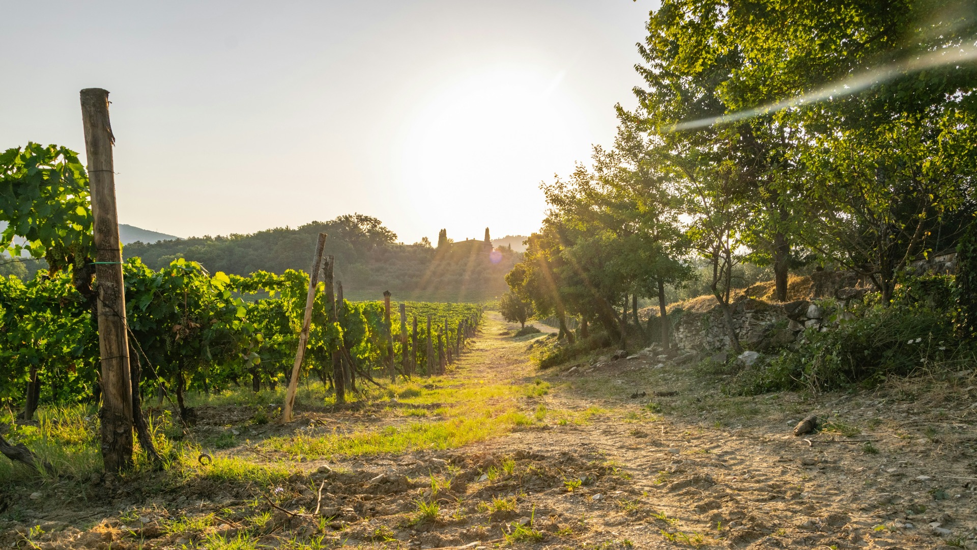 Sendero entre hileras de viñedos en la Toscana