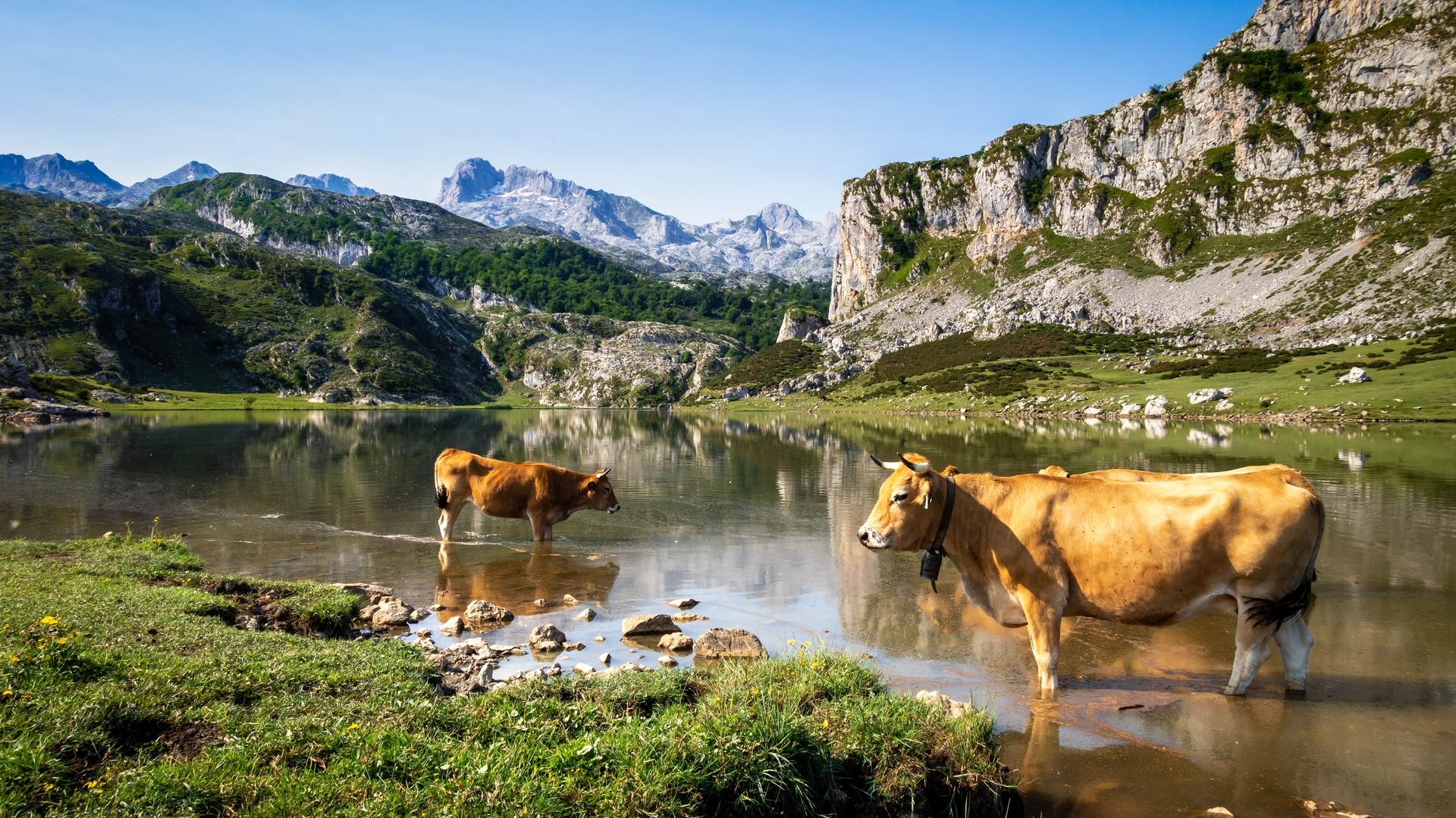 Vacas en el lago de la Ercina, Covadonga, Picos de Europa, Asturias, España