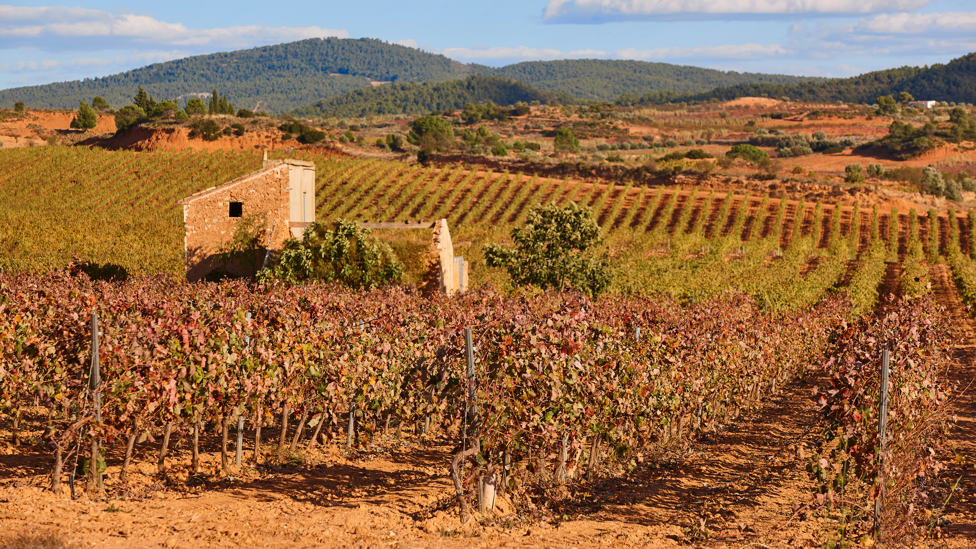 Viñedos en Utiel-Requena con caseta rural y montes al fondo.