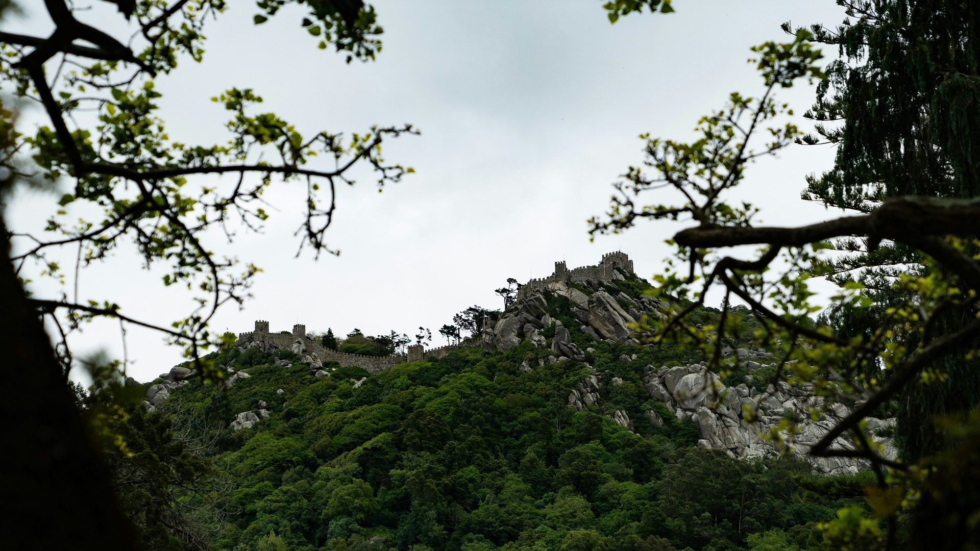 Murallas del Castillo de los Moros sobre una colina boscosa en Sintra, Portugal.