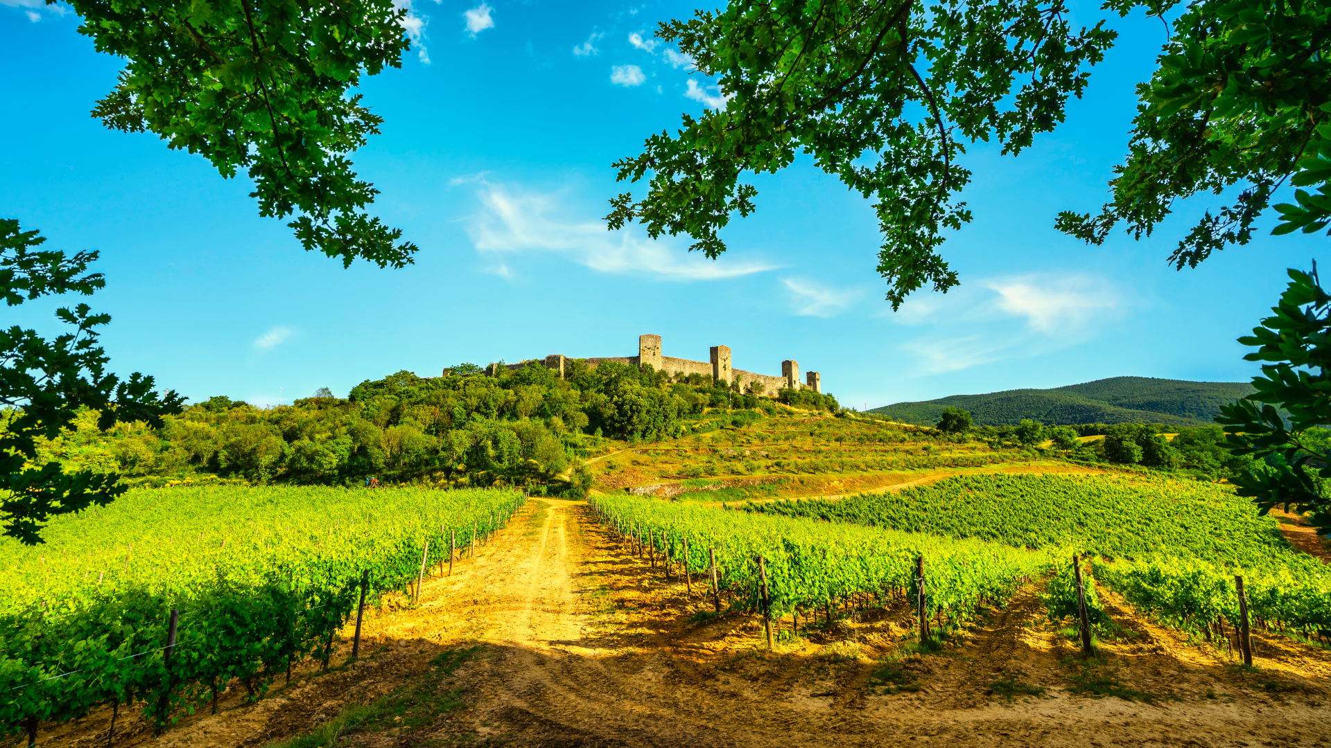 Viñedos y camino hacia un castillo medieval en la Toscana, Italia