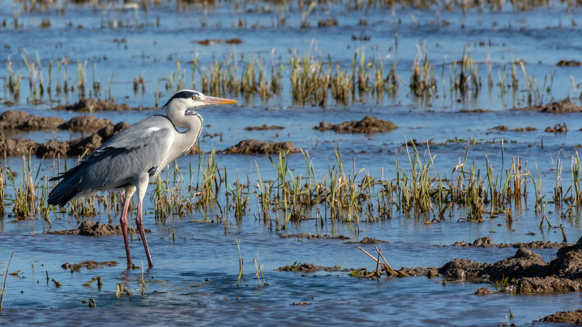 Garza real en un campo de arroz inundado en la Albufera de Valencia.