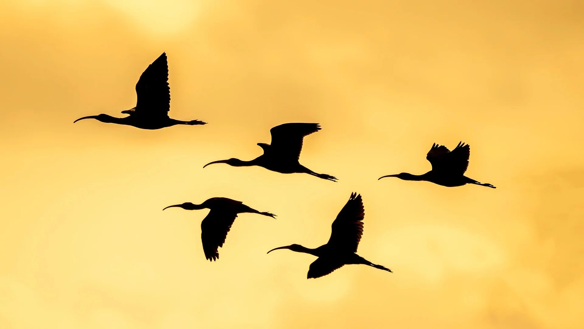 Siluetas de ibis volando al atardecer sobre la Albufera de Valencia