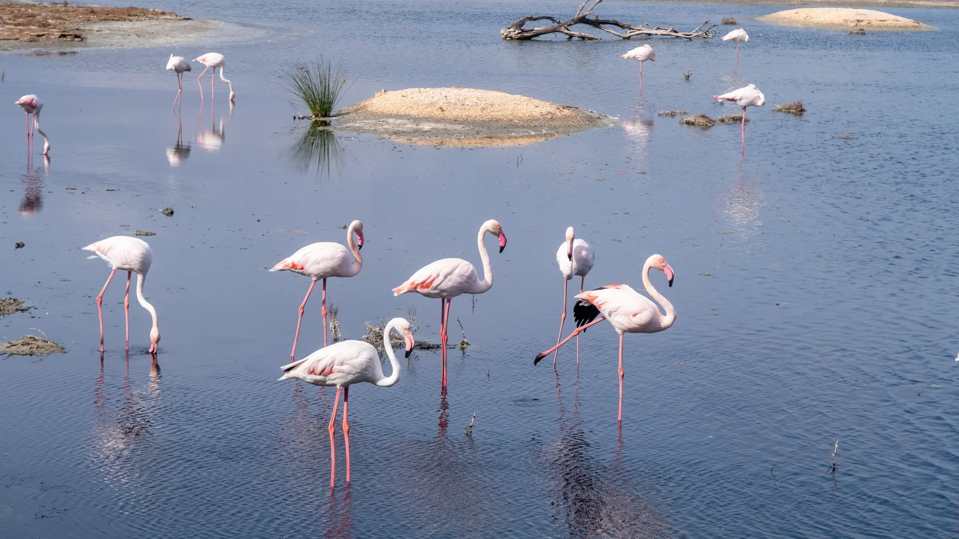 Flamencos rosados en las aguas de la Albufera de Valencia