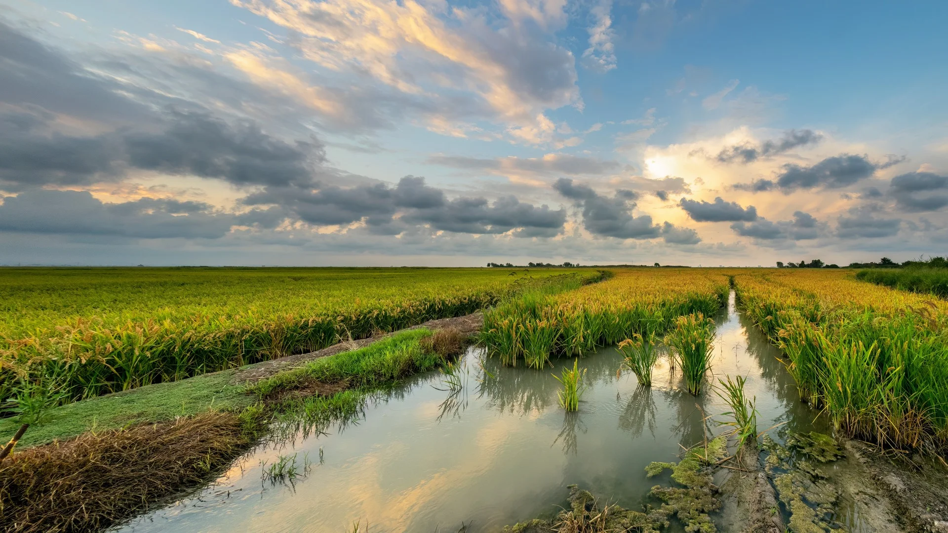 Canales de agua entre arrozales al atardecer en la Albufera de Valencia