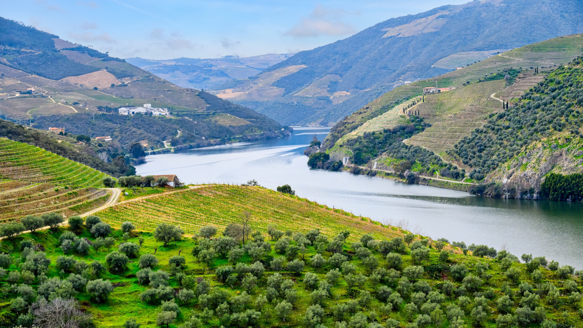 Vistas del río Duero entre viñedos y colinas verdes en un paisaje tranquilo.